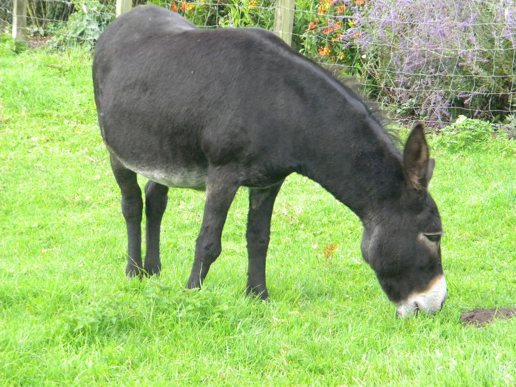 Petrus Wittebrood Hoeve Dikkelvenne Exteriör bild