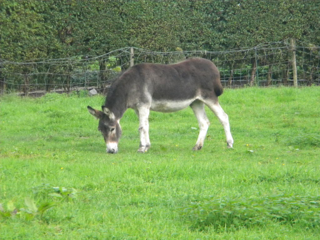 Petrus Wittebrood Hoeve Dikkelvenne Exteriör bild