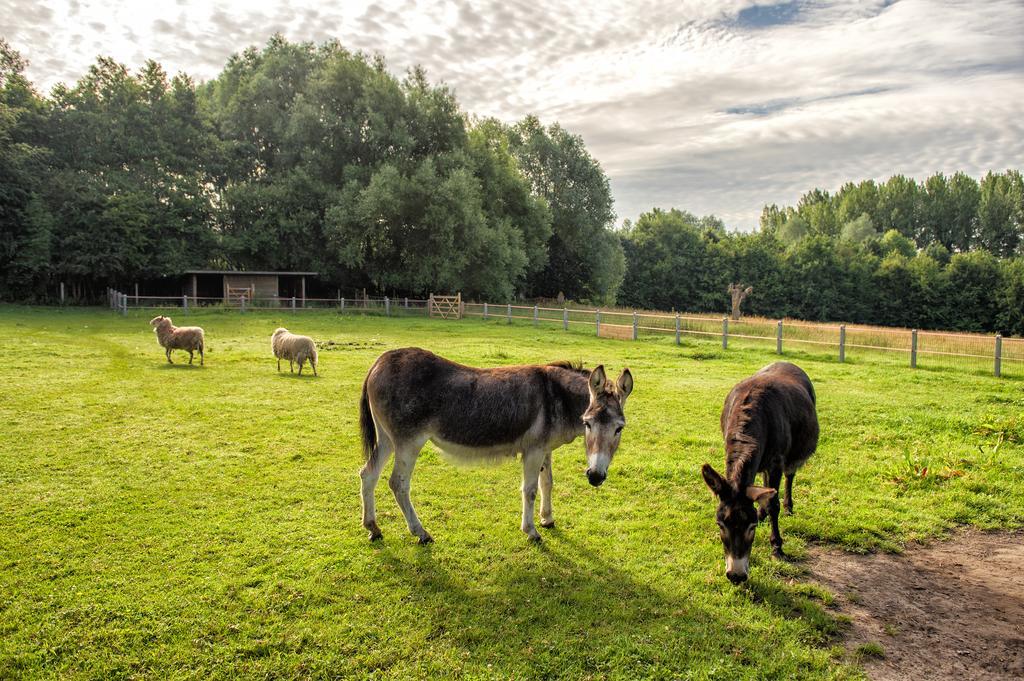 Petrus Wittebrood Hoeve Dikkelvenne Exteriör bild